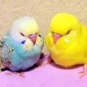 みき