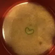 KKKの画像