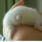 やす