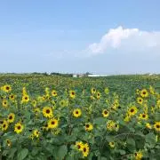よるくま