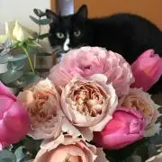 みみこ