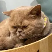 けぇ。の画像