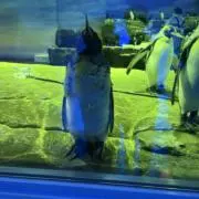 まめの画像
