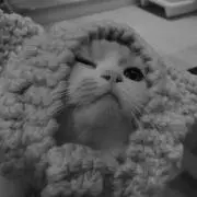Roar