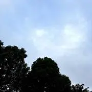 ばたこの画像