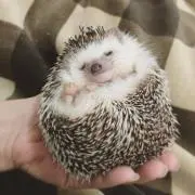 hamの画像
