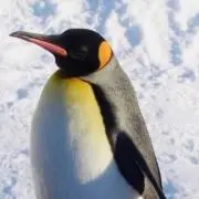 PENGUINの画像