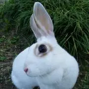 うさぎ