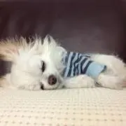 melaの画像