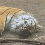 ルイ　＊プロフ要確認