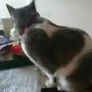 きき