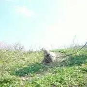 ෆ‪ねここniばななฅ՞•ﻌ•՞ฅෆ‪