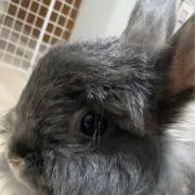 うさおーすけの画像