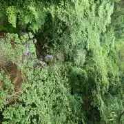 カウチ