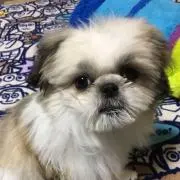 シオ