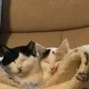わっしょいまねき猫の画像