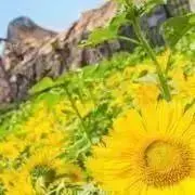 seaskyの画像