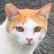 びねこの画像