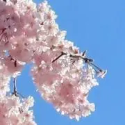つばさの画像