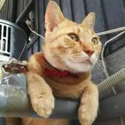ふるちゃん