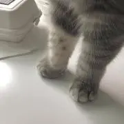 lshiの画像