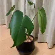 ejiの画像