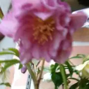 FLOWER　プロフ確認必読の画像