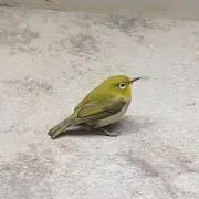 apiaの画像