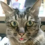 すてねこ