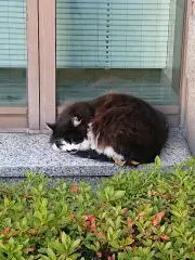 みぃ