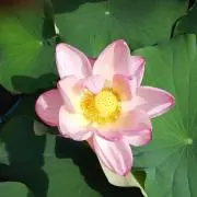 コフチ