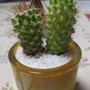 ゆこた