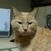 うなぎ浜名湖❁⃘*.゜