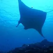 かえるの画像