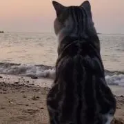 ちゃろ꒰⌯͒•·̫•⌯͒꒱の画像
