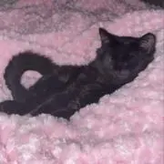 ぁの画像