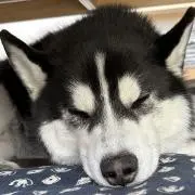 聖蘿の画像