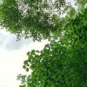 ヨッシオの画像