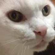 朔凪