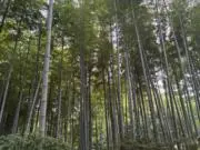 平 舞妓