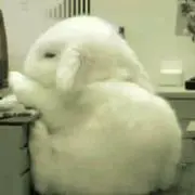 もふりの画像