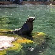 いちな