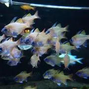 nemi