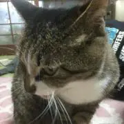 けーた