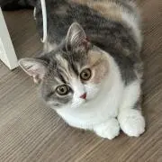 たかさんの画像