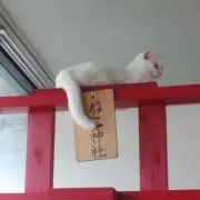 しっぽの画像