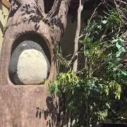 まっちゃの画像