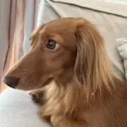 涼太の画像