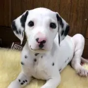 まろやかの画像