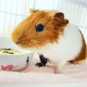 佐藤の画像